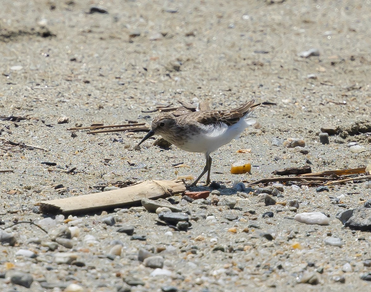 White-rumped Sandpiper - ML644436904