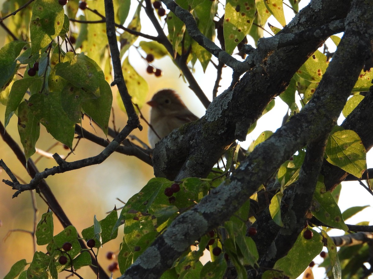 Field Sparrow - ML644436911
