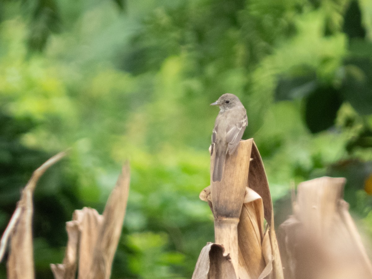 Ивовый мухолов - ML644436917