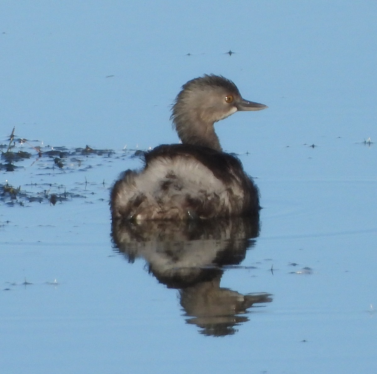 Least Grebe - ML644436925