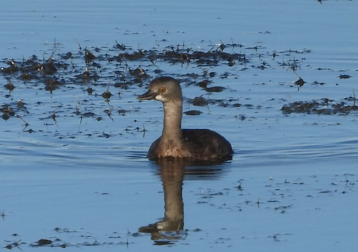 Least Grebe - ML644436926