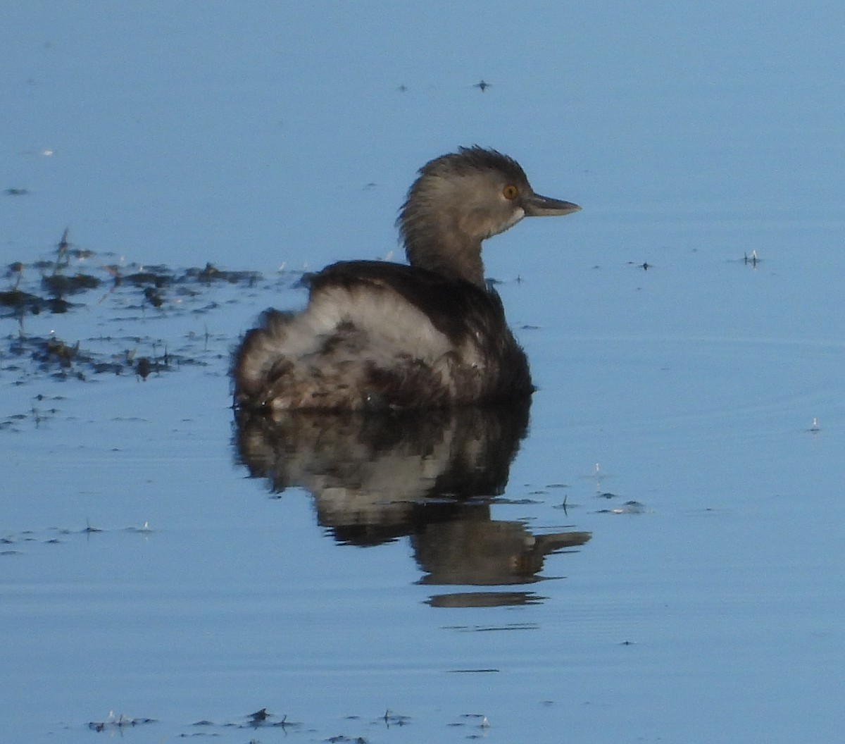 Least Grebe - ML644436927