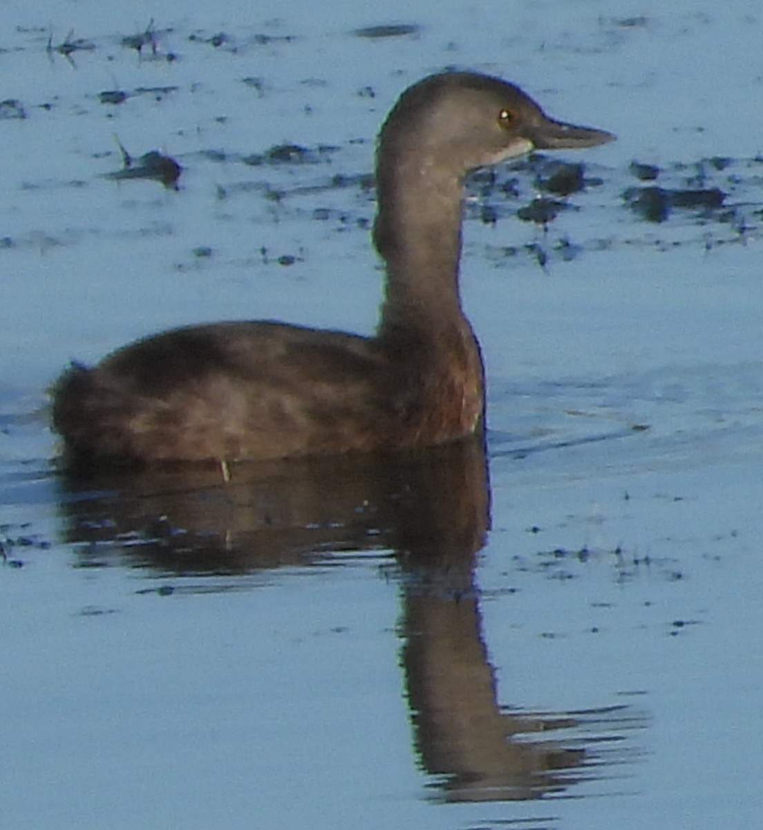 Least Grebe - ML644436928