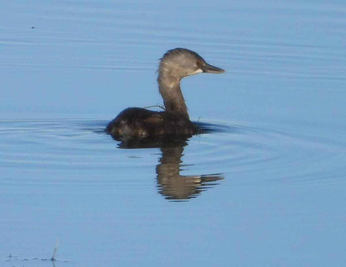 Least Grebe - ML644436929