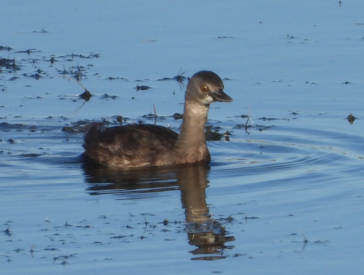 Least Grebe - ML644436930