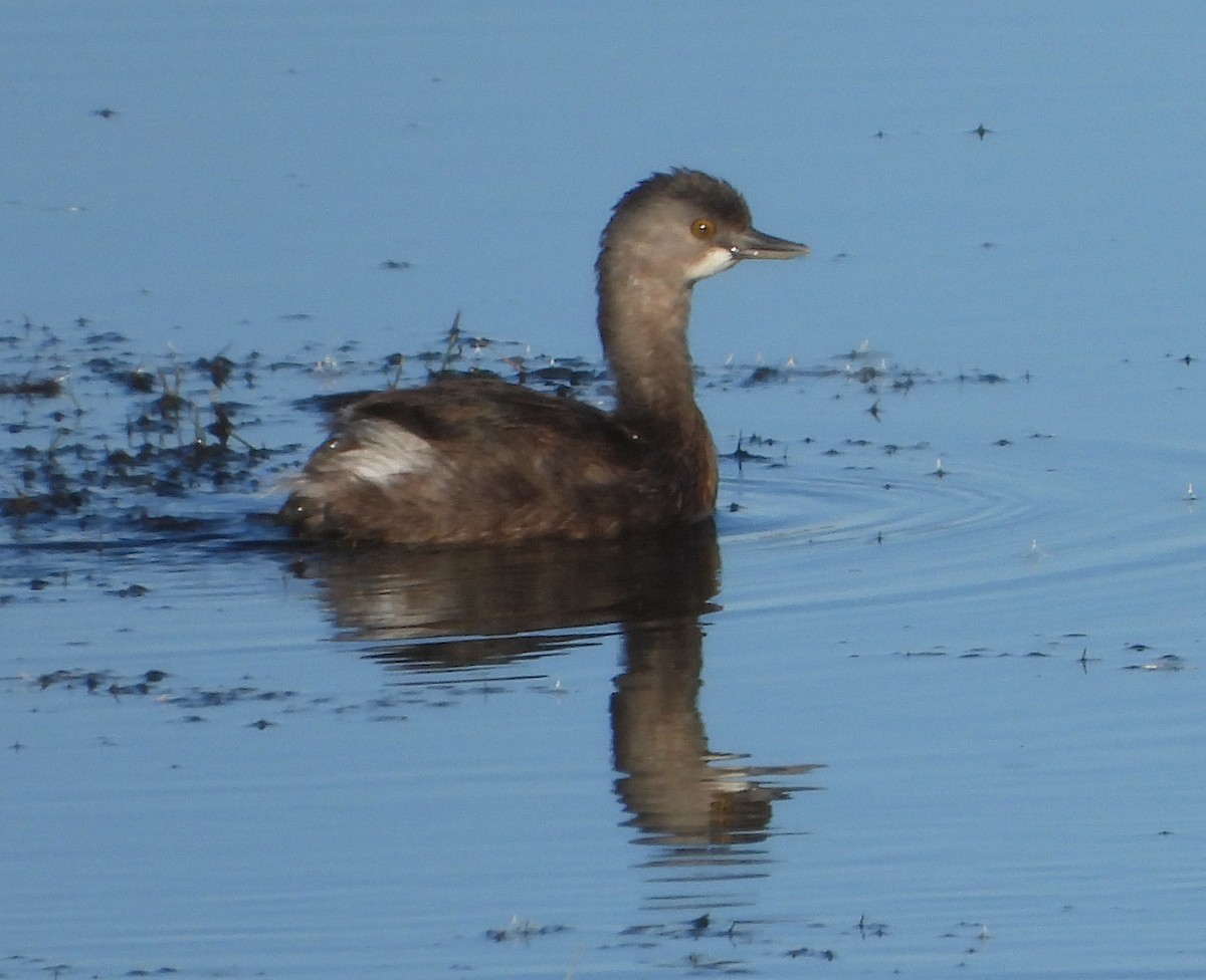 Least Grebe - ML644436931