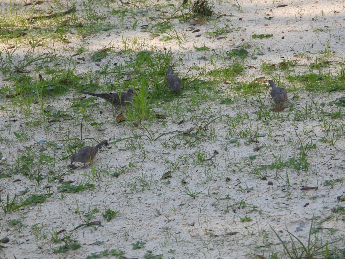 Colombe inca - ML644436938