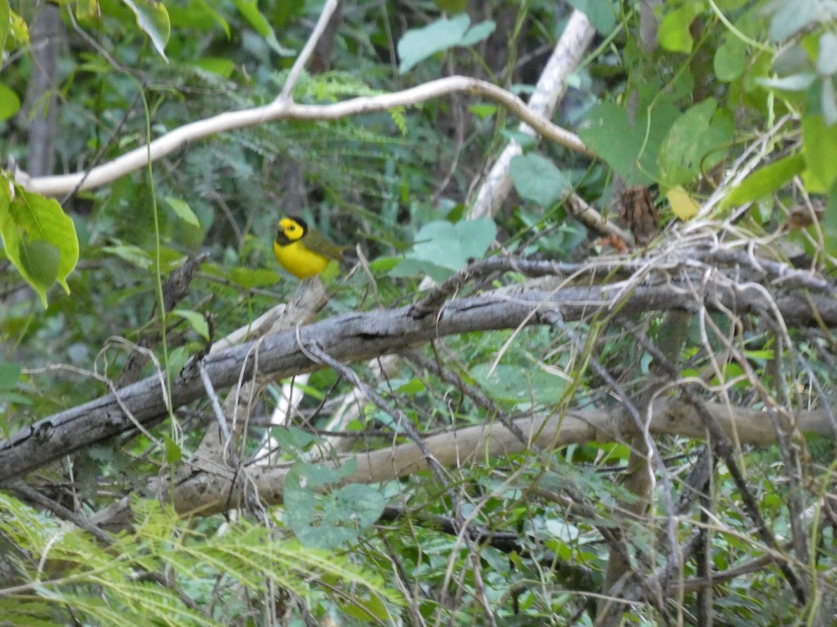 Болотянка чорногорла - ML644436939