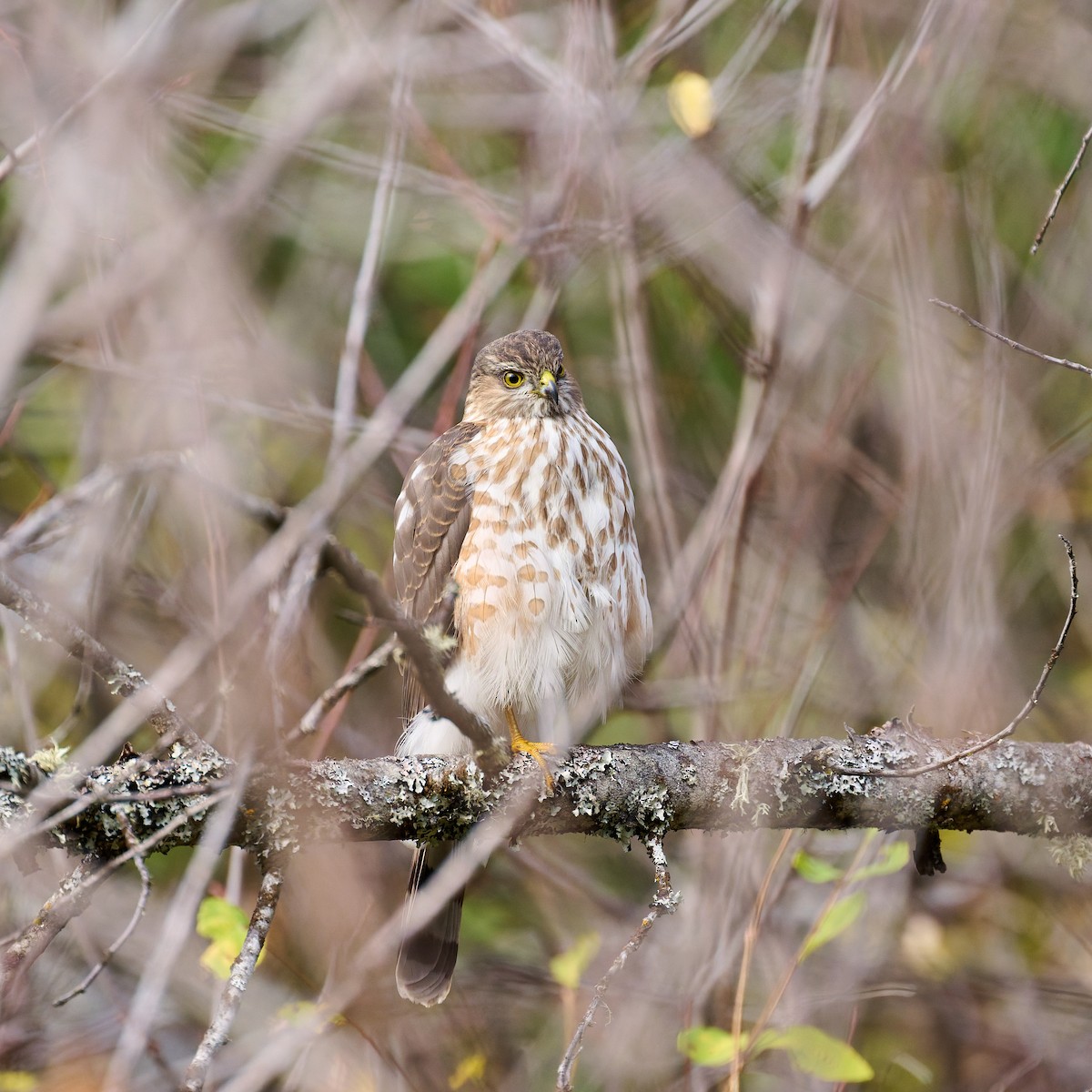 Sharp-shinned Hawk - ML644436982