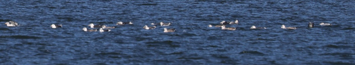 Great Black-backed Gull - ML644436993