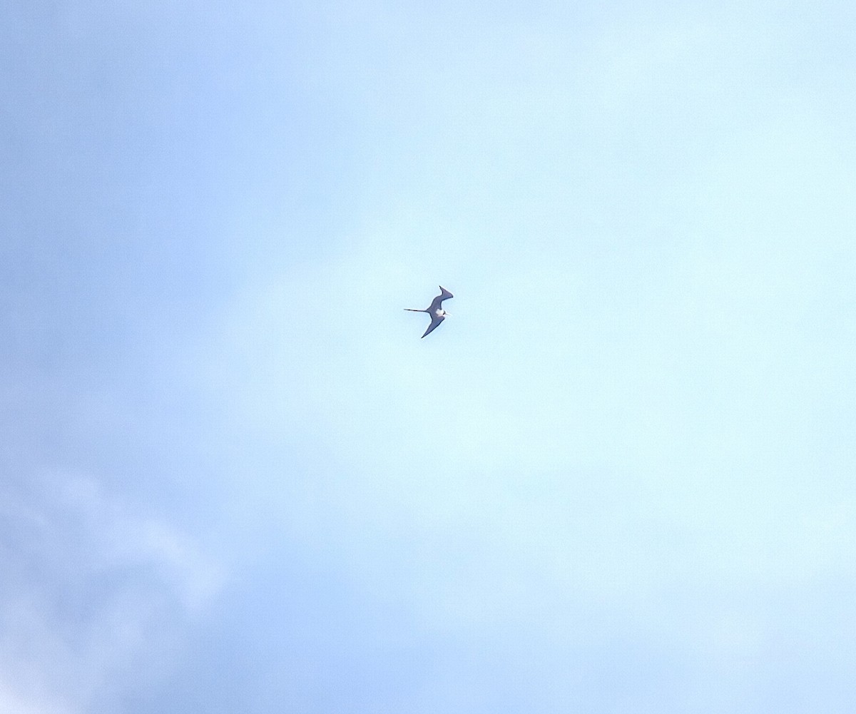 アメリカグンカンドリ - ML644436994