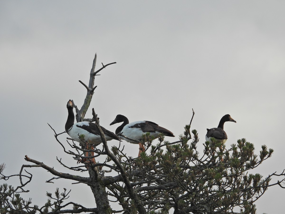 Magpie Goose - ML644437009