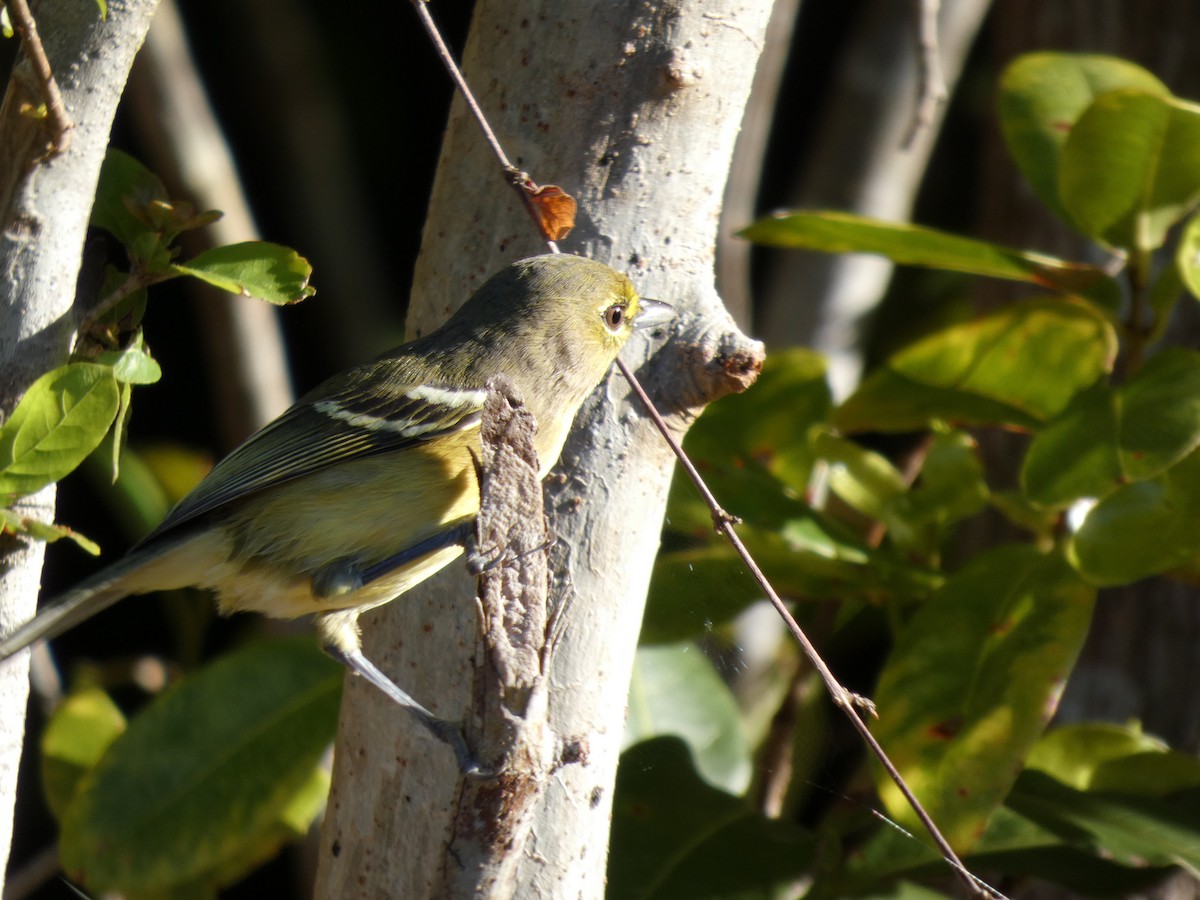 Thick-billed Vireo - ML644437013