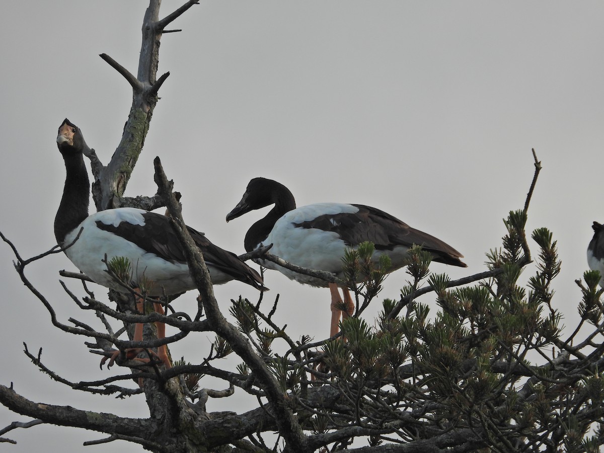 Magpie Goose - ML644437022