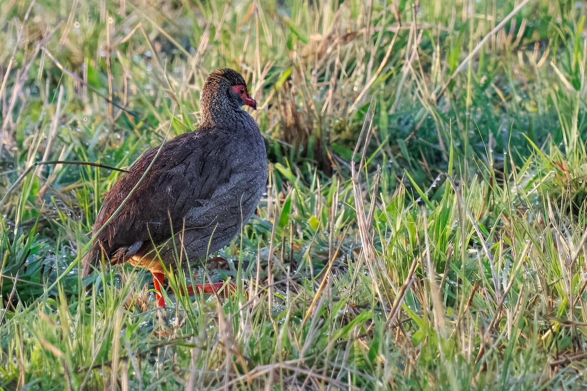 Red-necked Spurfowl - ML644437024