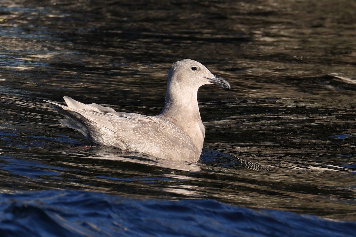 Glaucous-winged Gull - ML644437025