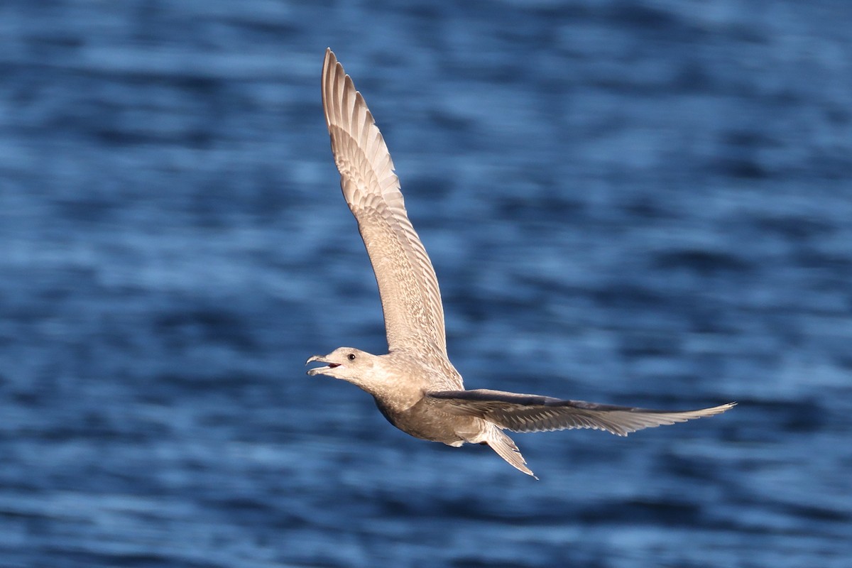 Glaucous-winged Gull - ML644437026