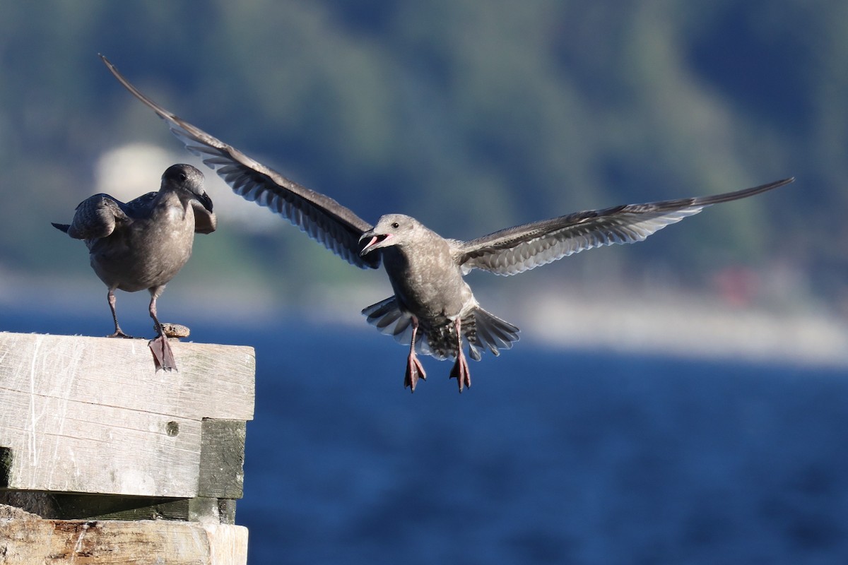 Glaucous-winged Gull - ML644437027