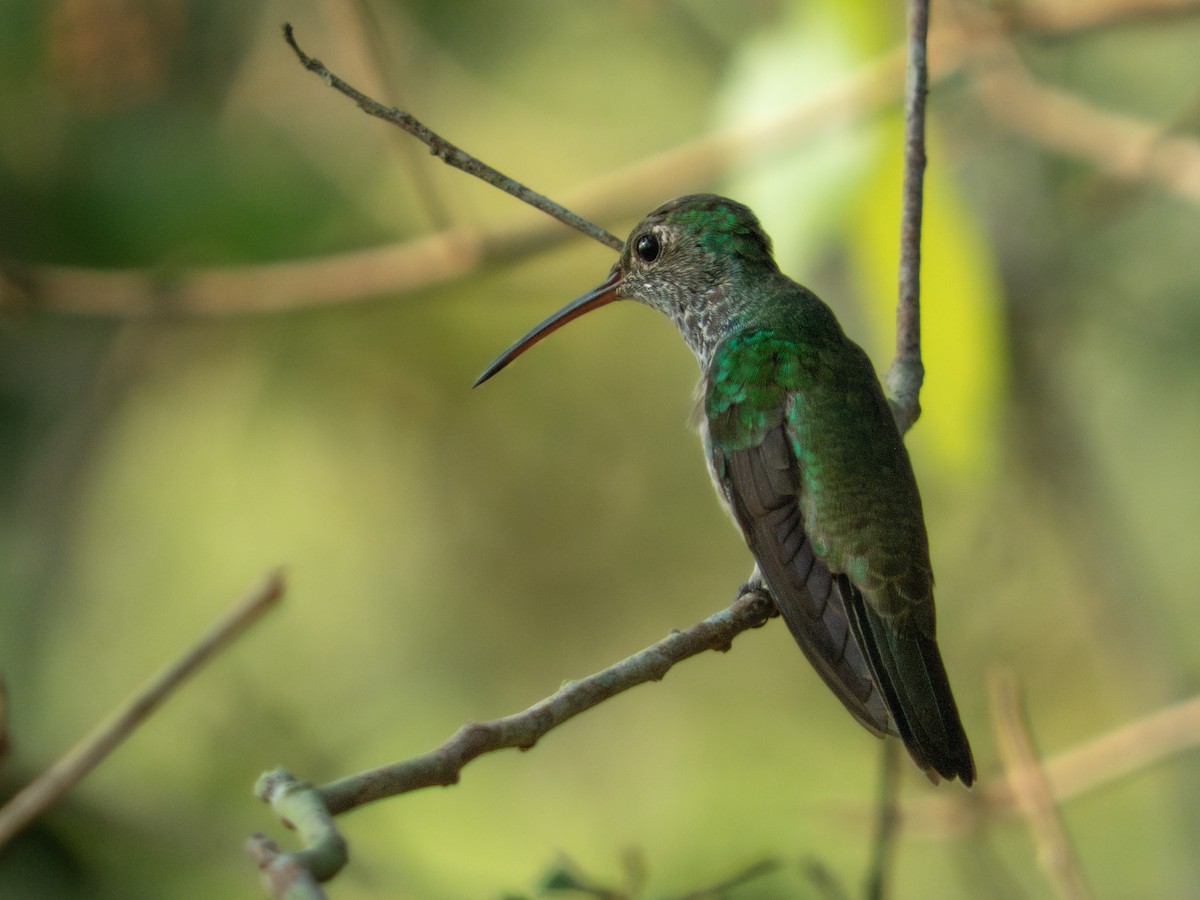 Honduran Emerald - ML644437028