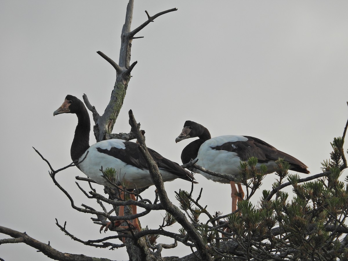 Magpie Goose - ML644437039