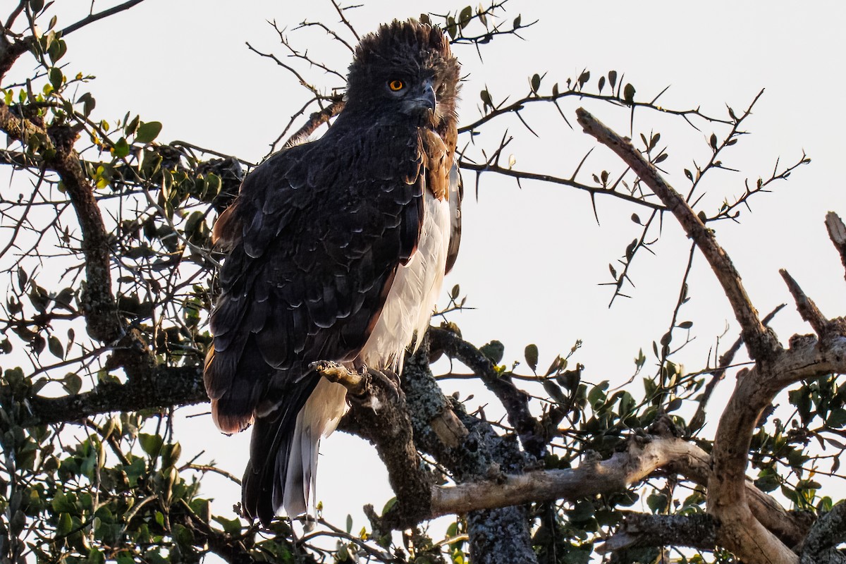 Black-chested Snake-Eagle - ML644437042