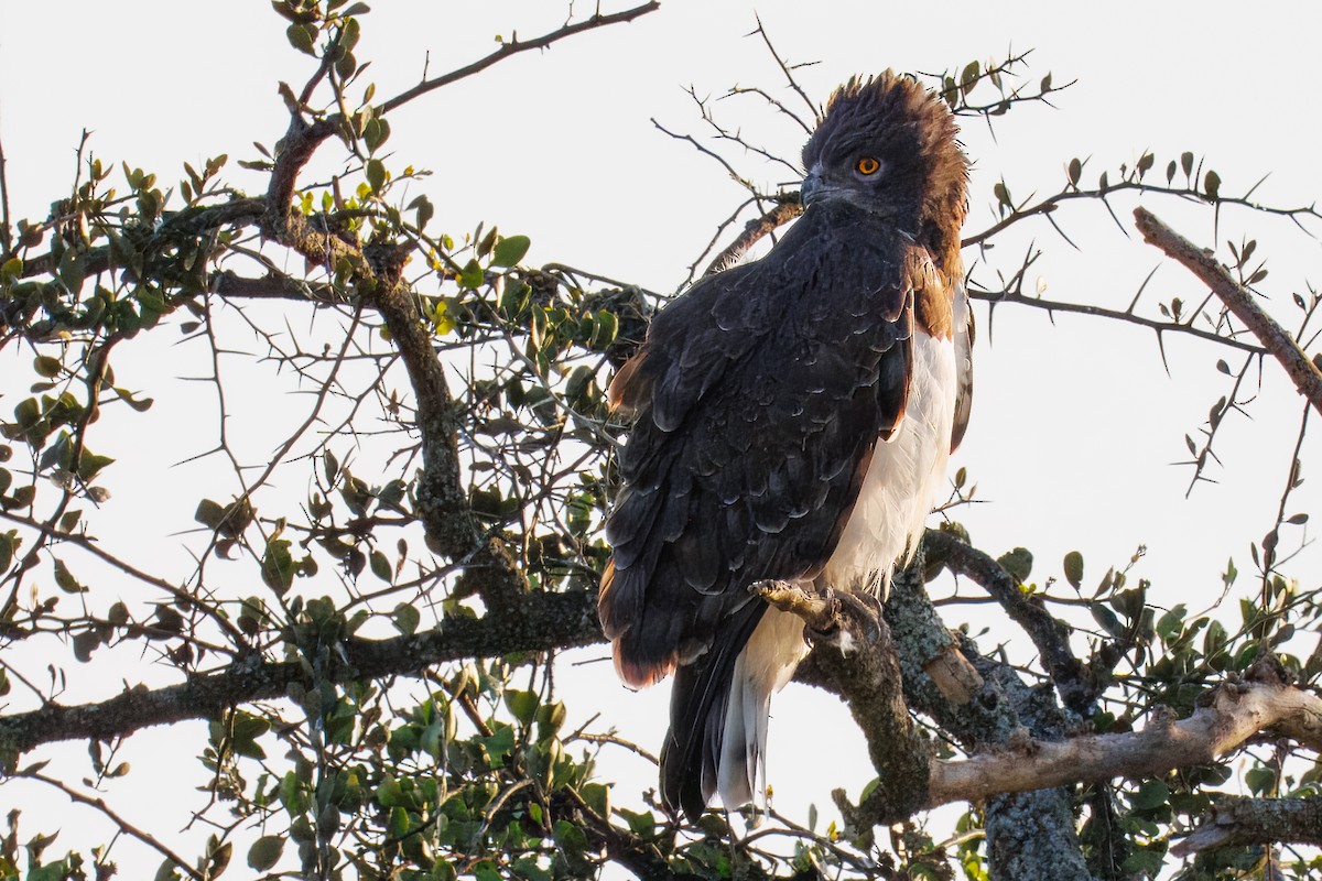 Black-chested Snake-Eagle - ML644437043