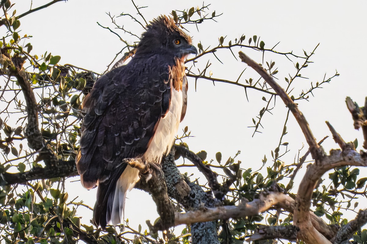 Black-chested Snake-Eagle - ML644437044