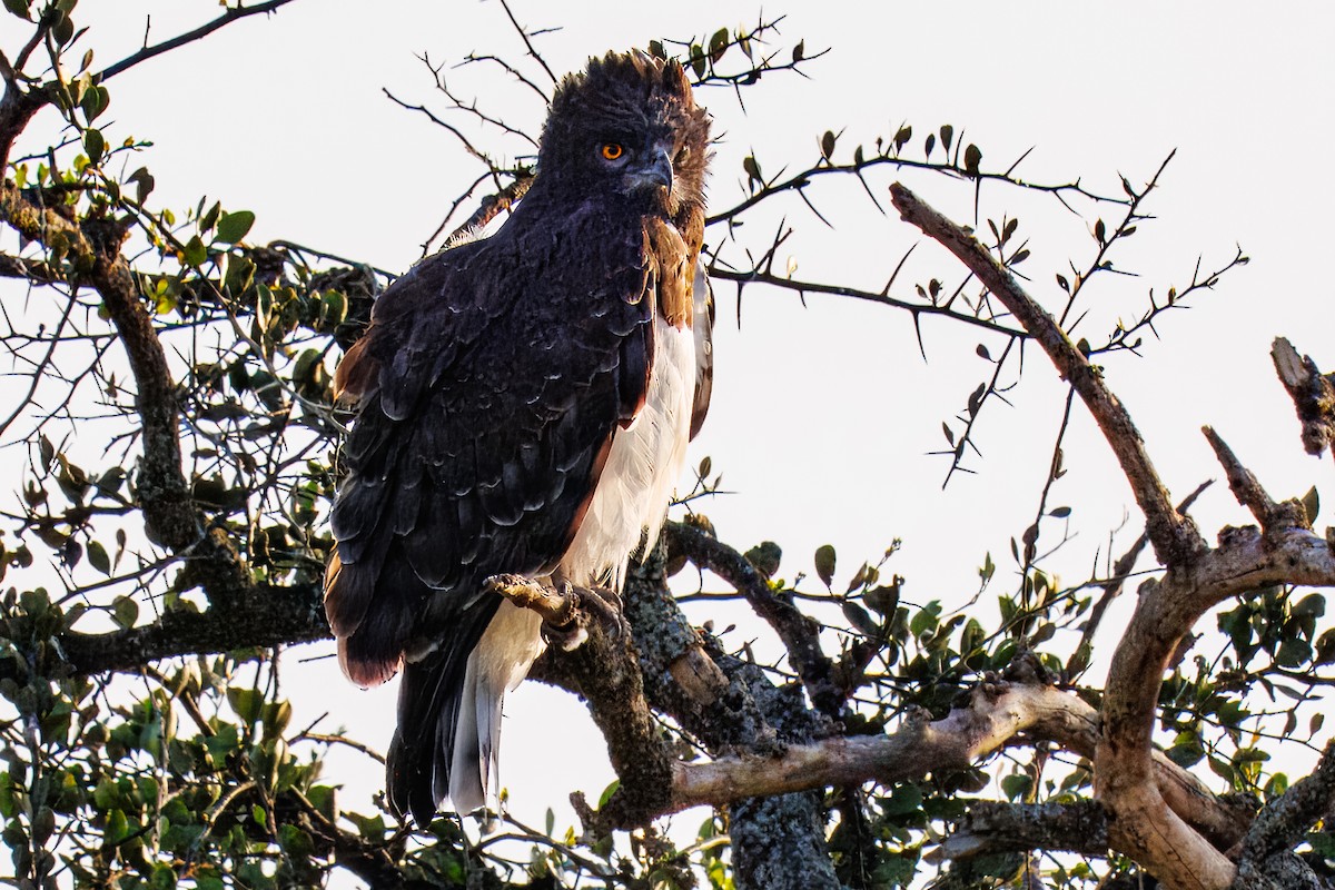 Black-chested Snake-Eagle - ML644437045