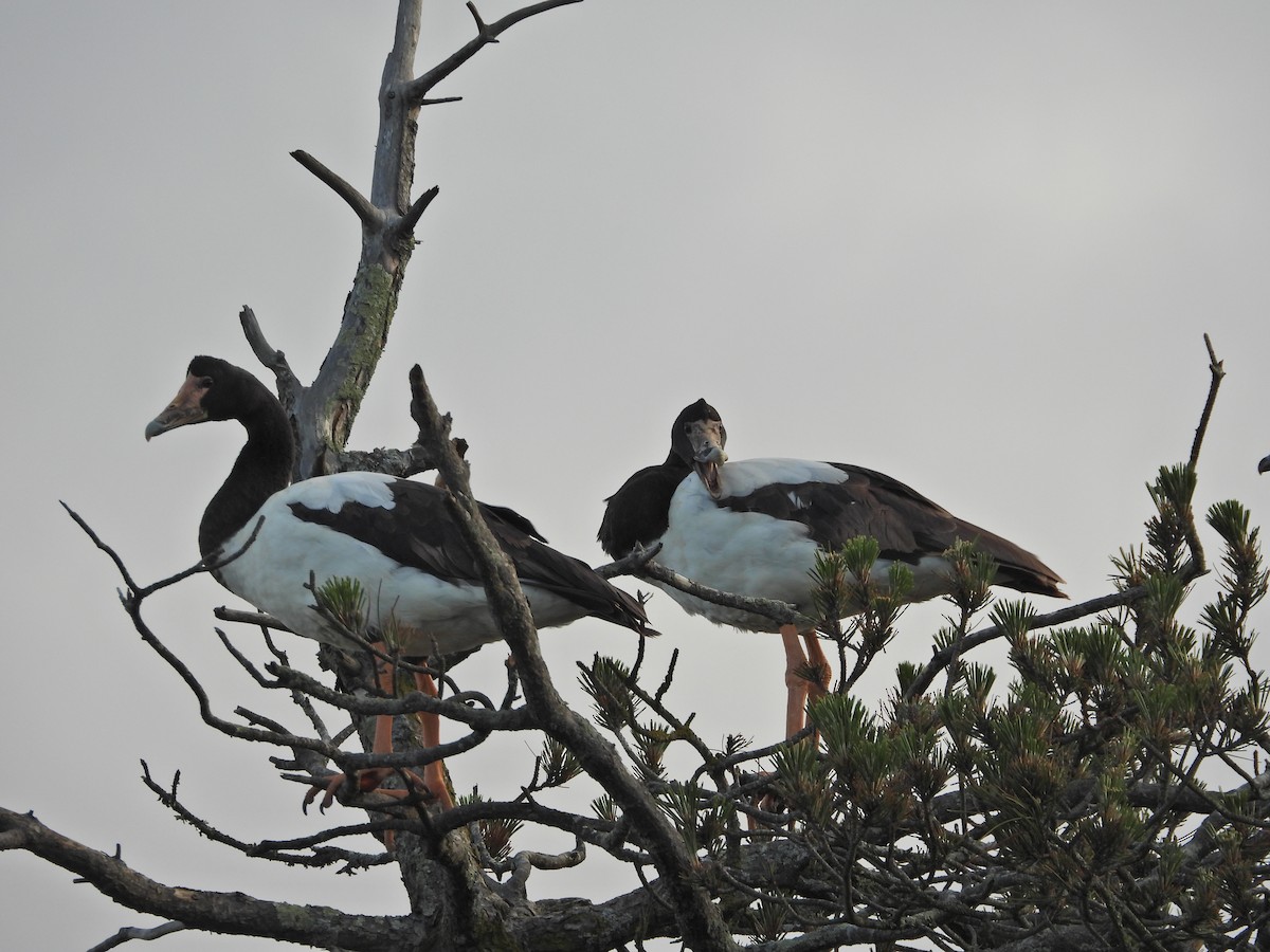 Magpie Goose - ML644437060