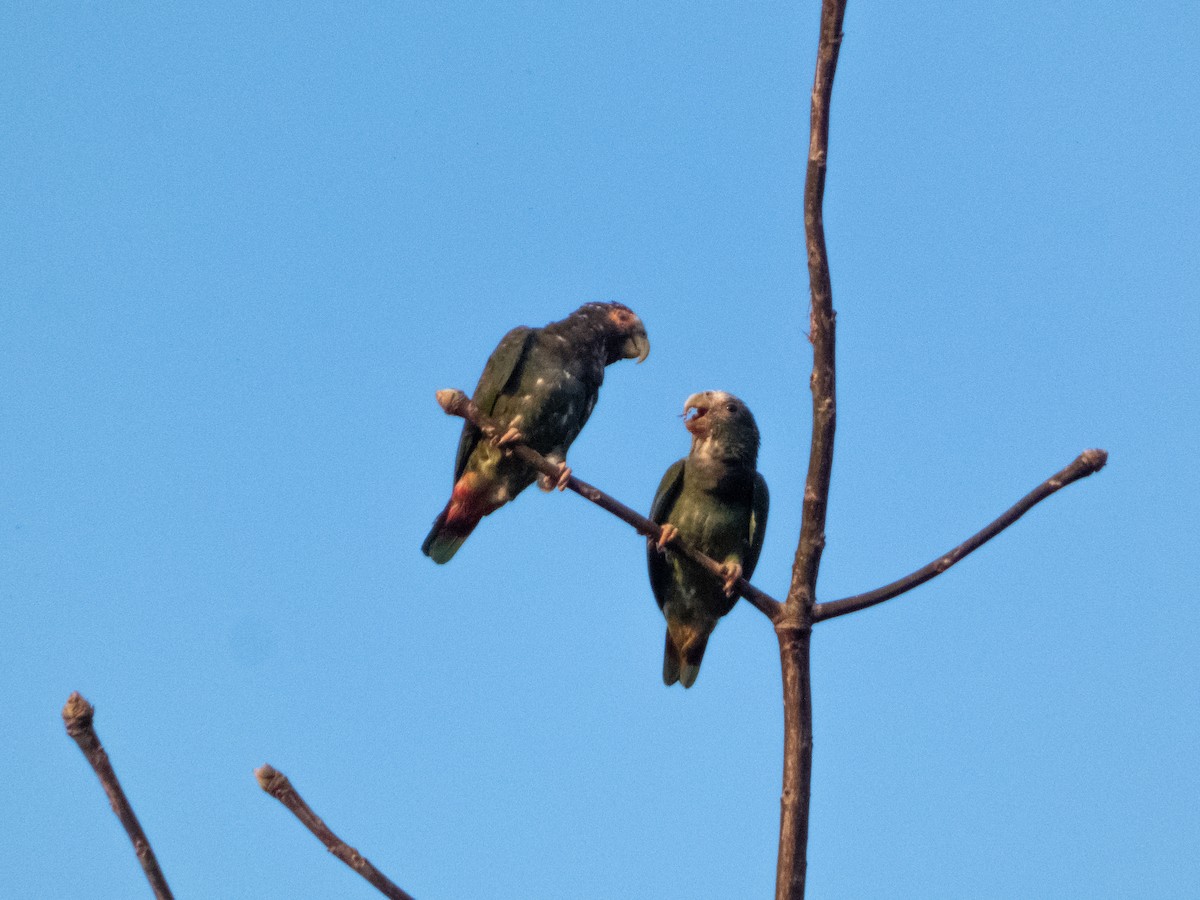 Loro Senil - ML644437061