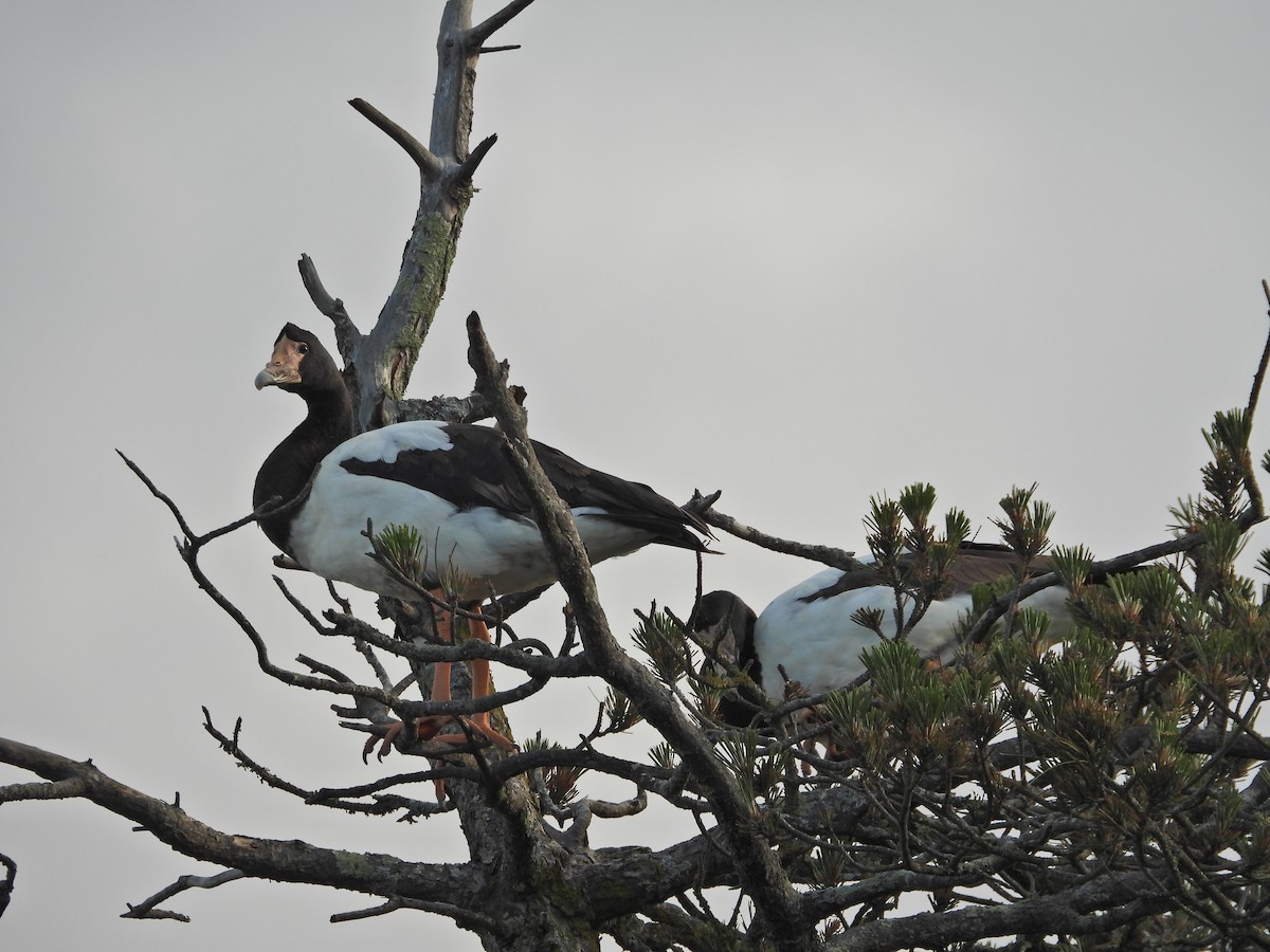 Magpie Goose - ML644437076