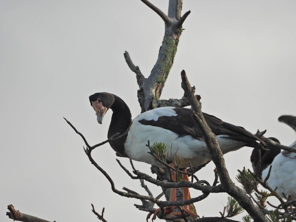 Magpie Goose - ML644437082