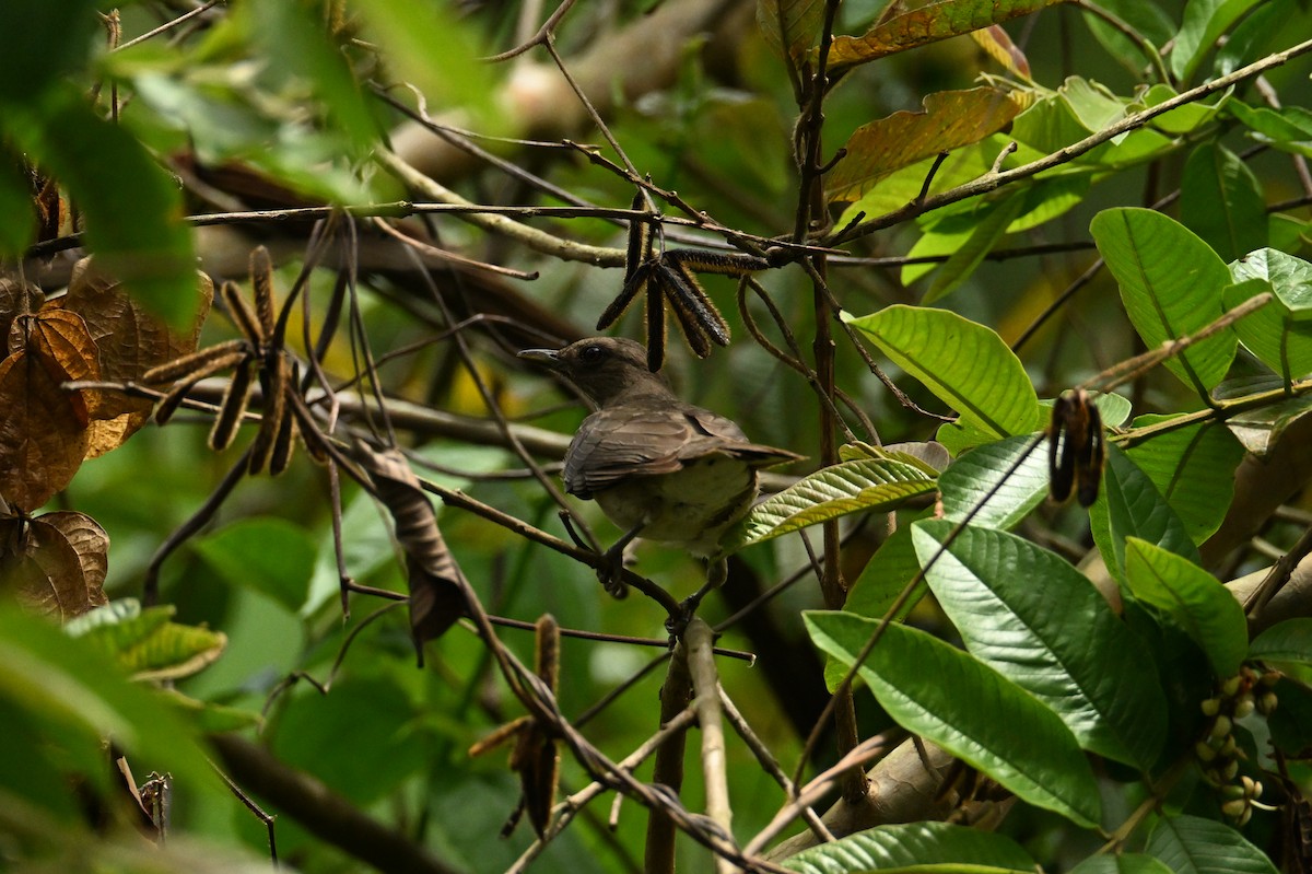 Black-billed Thrush - ML644437095