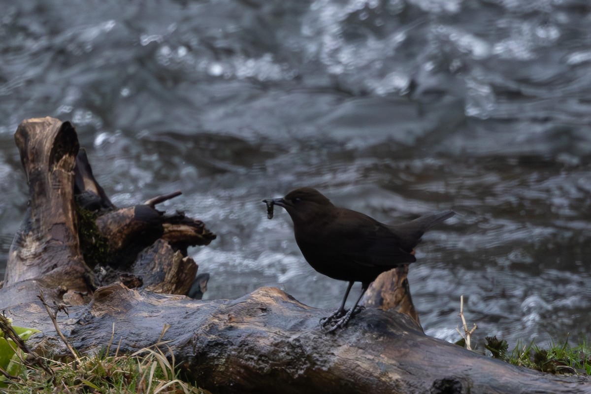 Brown Dipper - ML644437096