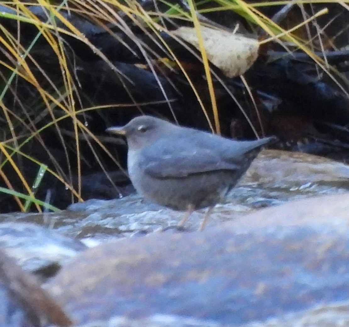 gråfossekall - ML644437102