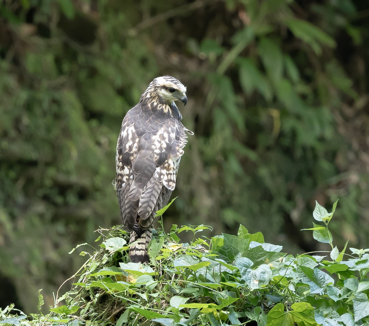 Great Black Hawk - ML644437105