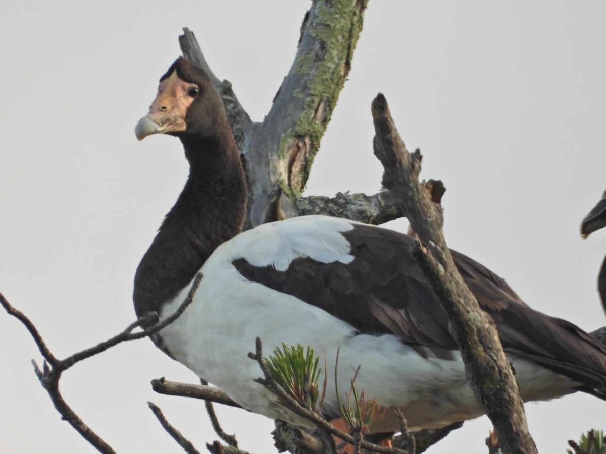 Magpie Goose - ML644437107