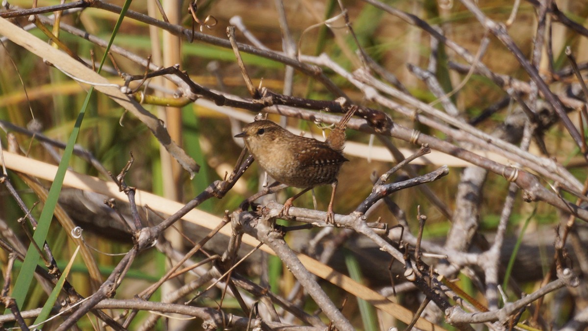 střízlík kanadský - ML644437108