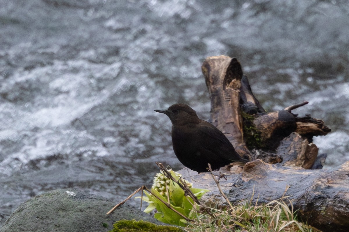 Brown Dipper - ML644437111