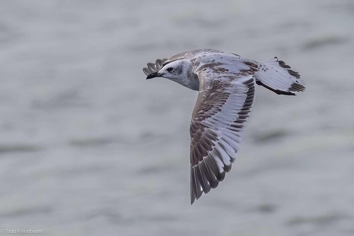 Mediterranean Gull - ML644437120