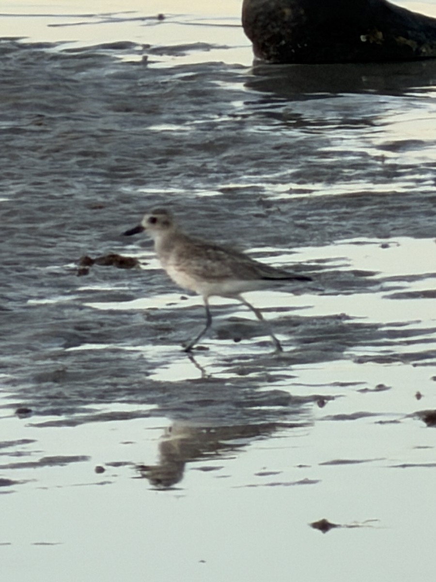 Pluvier argenté - ML644437121