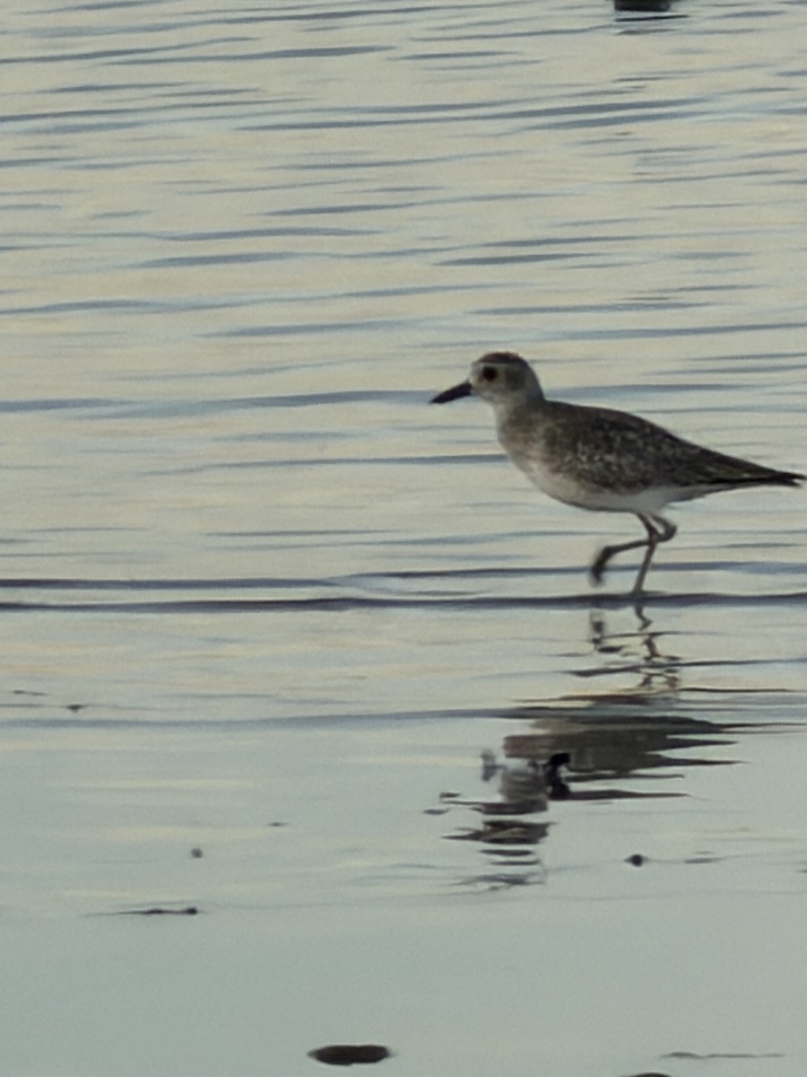 Pluvier argenté - ML644437122