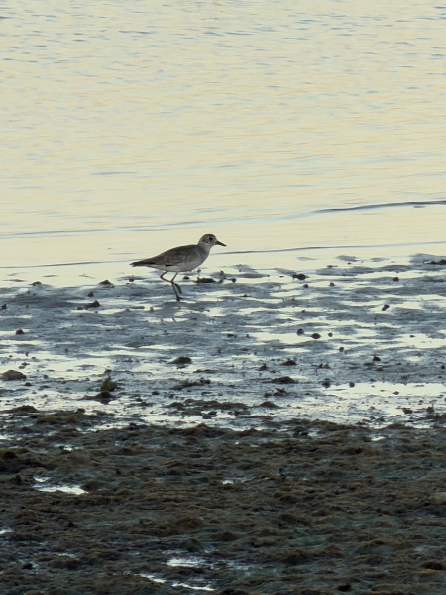 Pluvier argenté - ML644437123