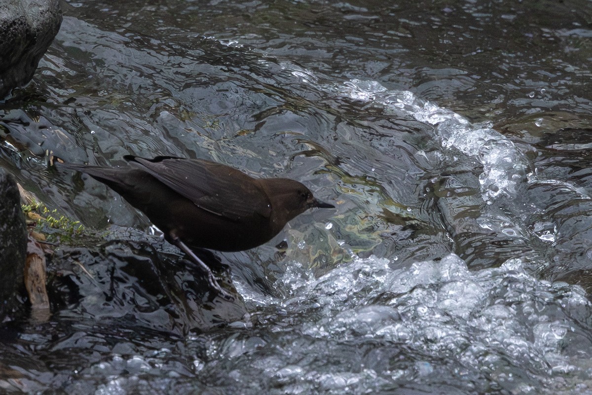Brown Dipper - ML644437127