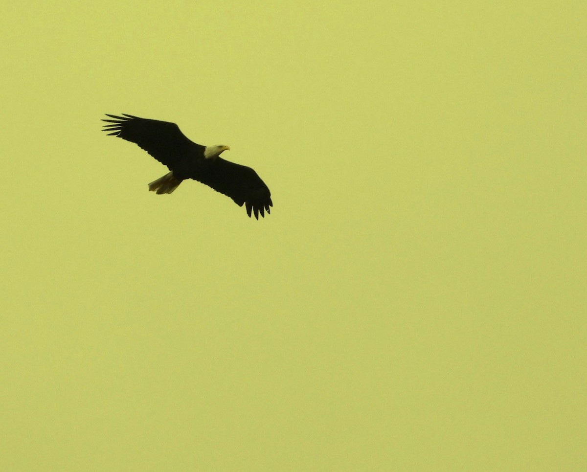 Bald Eagle - ML644437128