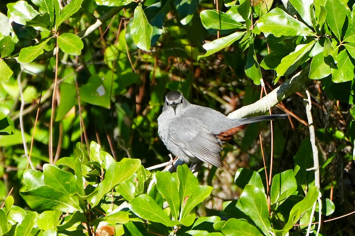 ימימן אמריקני - ML644437131