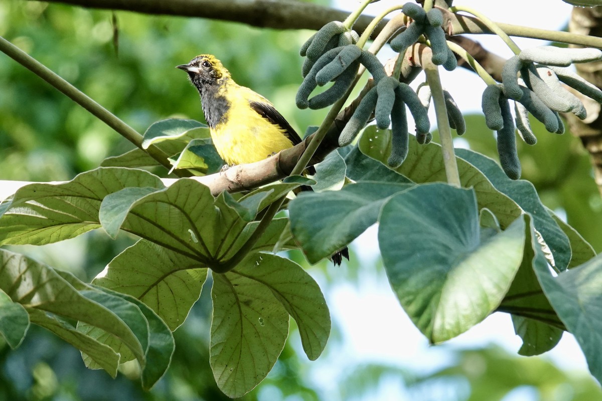 Black-cowled Oriole - ML644437132