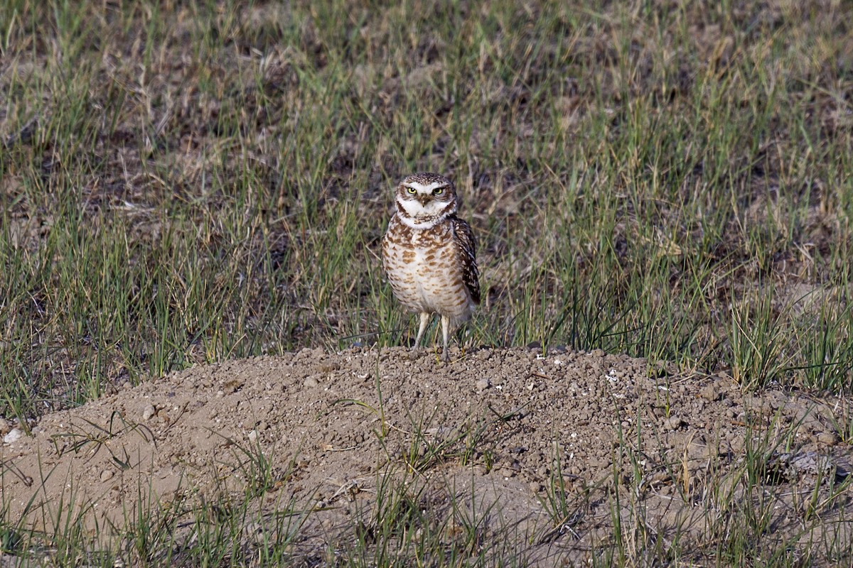 Burrowing Owl - ML644437133