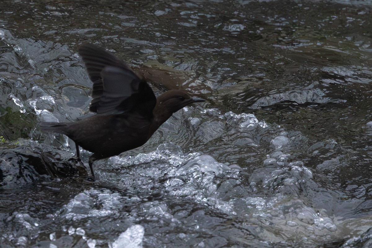 Brown Dipper - ML644437135