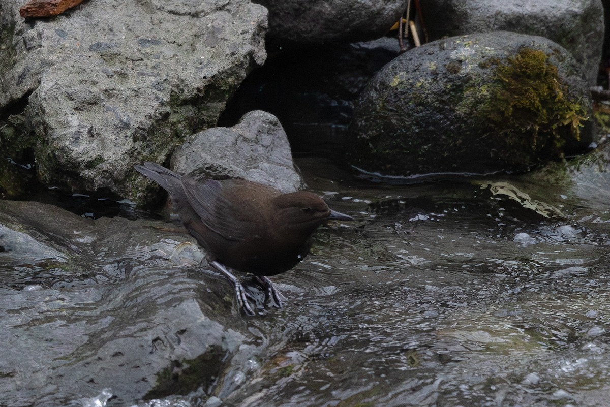 Brown Dipper - ML644437137